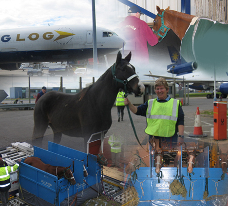 horse transport by road